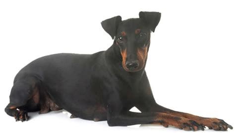 manchester terrier dog breed info guide care