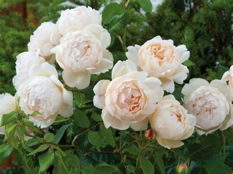 Купить Роза Клэр Остин (Claire Austin) — АС-Клематис