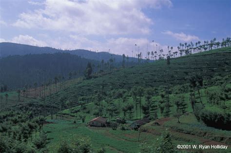 mountaininterval.org - Images from India: Tea Plantation