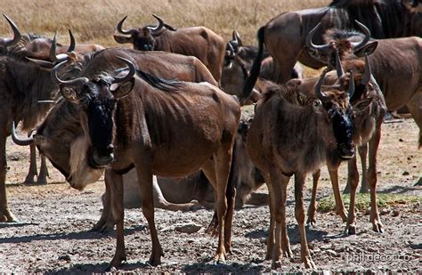 "Wildebeest Herd" by phil decocco | Redbubble