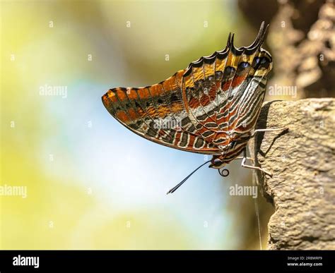 Two Tailed Pasha Charaxes Jasius Beautiful Butterfly On Trunk One Of