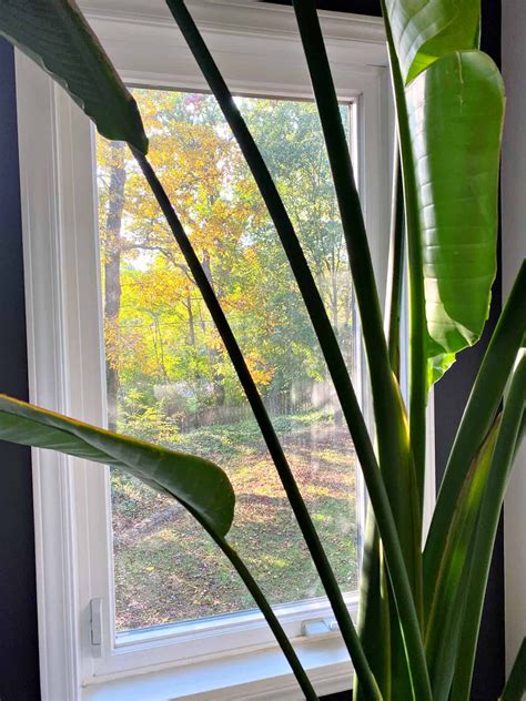 bird of paradise tree care 7