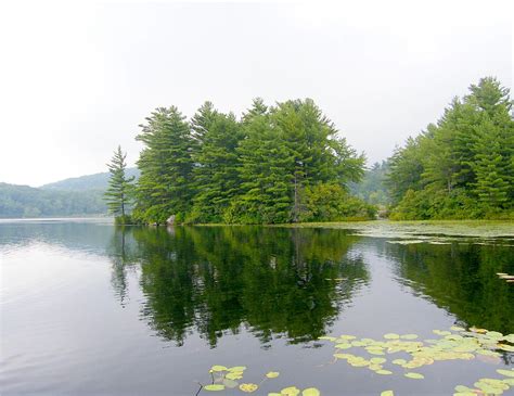 Harriman Tree Reflection Stanley Zimny Thank You For Million