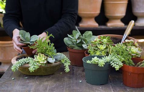 How To Grow Succulents Indoors