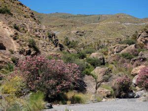 Tabernas Desert: Uncover the Secrets of Europe's Desert Oasis