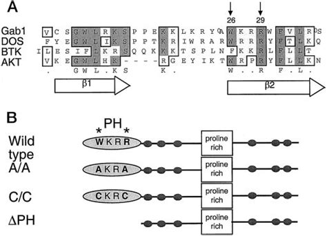 Alignment Of The Ph Domain Of Gab With Ph Domains From Other Proteins