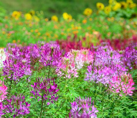 Cleome mixed seeds - Cleome spinosa – Garden Seeds Market