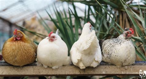 Chicken coop roosts: the best design for a healthy flock.