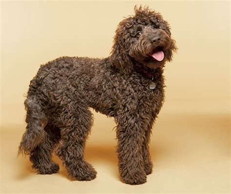 Labradoodle Mixed Dog Breed Pictures, Characteristics, & Facts