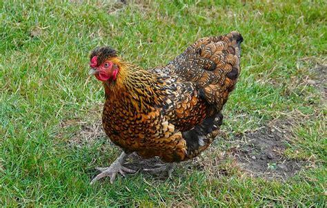 Golden Laced Wyandotte Rooster