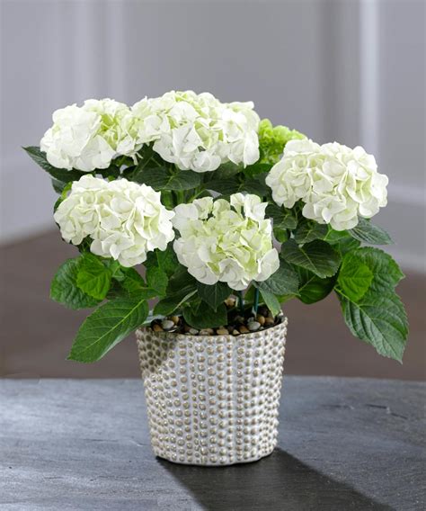 Flowering White Hydrangea Plants Atlanta, GA - Same-day Delivery