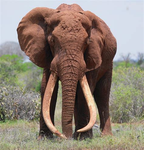Pictures Of The Biggest Elephant In The World | PeepsBurgh.Com
