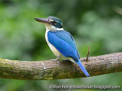 tHE tiDE cHAsER: Kingfishers, Rollers, Bee-eaters & Hornbills (Phylum Chordata: Order ...