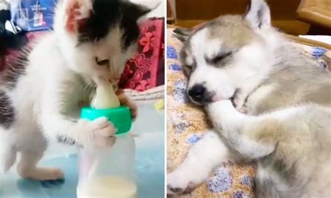 Baby Dogs and Baby Cats – Cute animlas doing funny things 2020 | Soo Cute