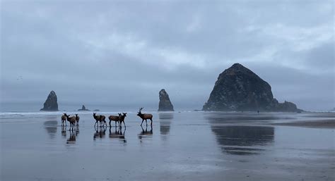 Elk Near Haystack Rock From The End Of The Goonies In Cannon Beach