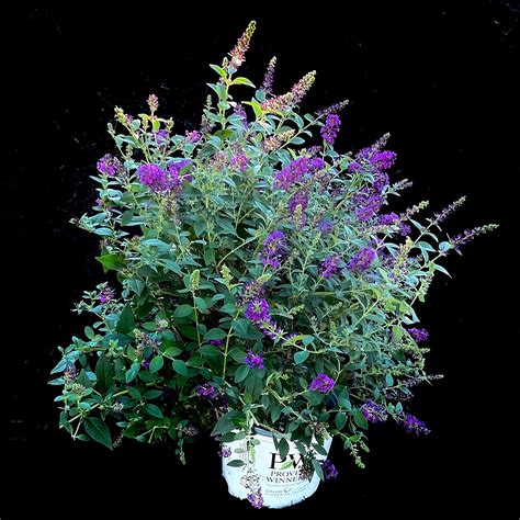 Miss Violet Butterfly Bush - 3 gallon container – Lots of Plants