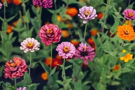 Zinnias Sun Or Shade - What Is The Best? - Gardening Dream