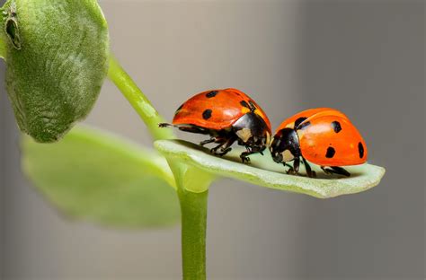 Insectos Benéficos Para El Control Biológico De Plagas Colombia Verde