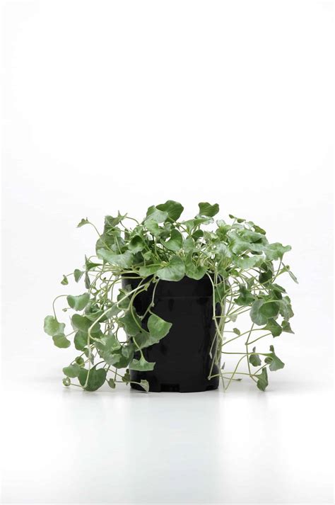 Dichondra argentea Silver Falls - Easyseeds