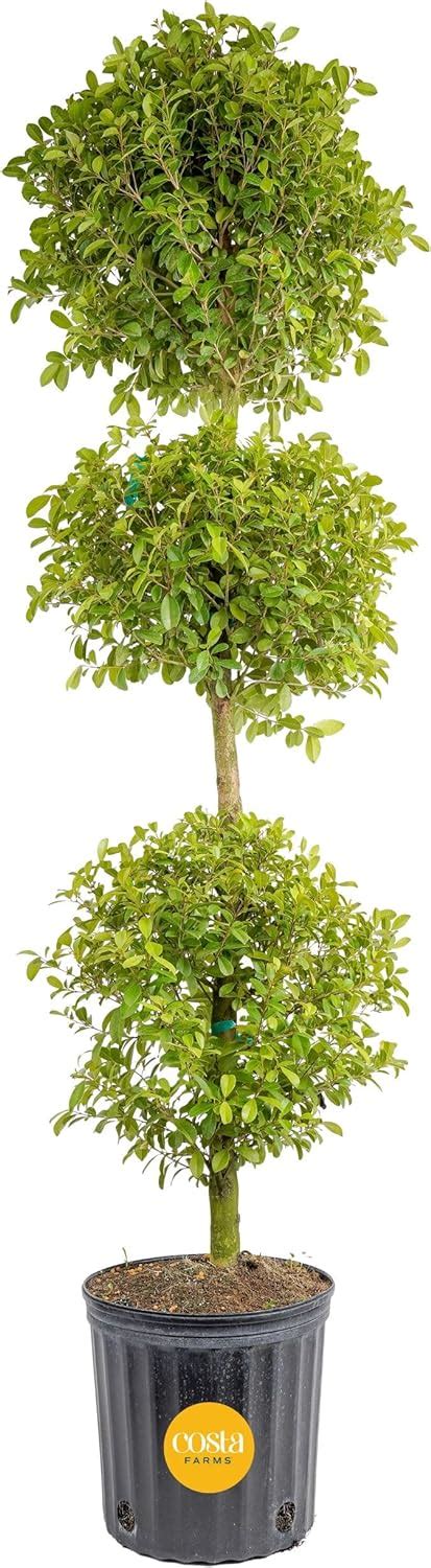 Amazon Costa Farms 3 Ball Eugenia Topiary Live Indoor Plant