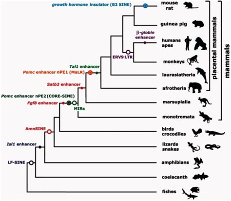 Scheme Of Vertebrate Phylogenetic Tree Showing Well Cha Open I