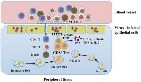 Frontiers Cd8 Resident Memory T Cells And Viral Infection