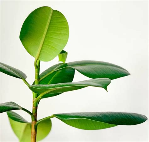 Rubber Plant Care Guide