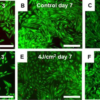 Assessment Of Cell Viability Using Live Dead Assay Ac Control