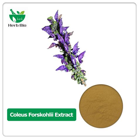 100% Natural Coleus Forskohlii Extract Chinese Suppliers - Xi'an Herb Bio