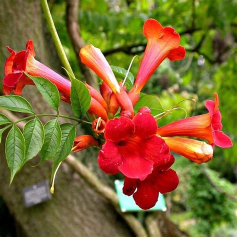 Campsis radicans - Red Trumpet Vine – Smart Seeds Emporium