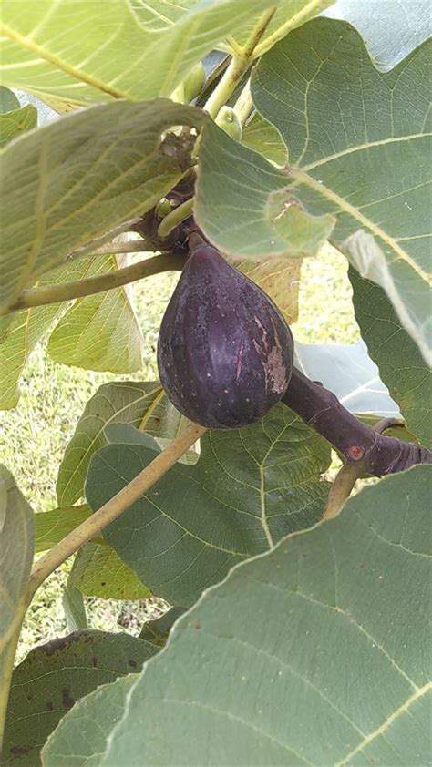 FigBid - Online Auctions of Fig Trees, Fig Cuttings & Growing Supplies - Black Celeste Fig ...