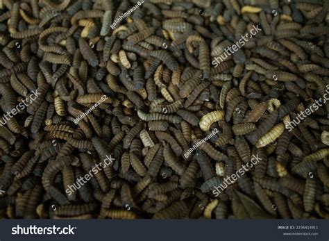 Maggot Bsf Fly Larvae Ready Become Stock Photo 2236414911 | Shutterstock