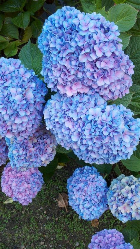 Pin by Samantha Starnes on Hydrangea colors | Peonies and hydrangeas ...