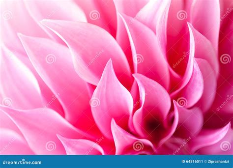 Dahlia Pinnata Flower Royalty Free Stock Image Cartoondealer