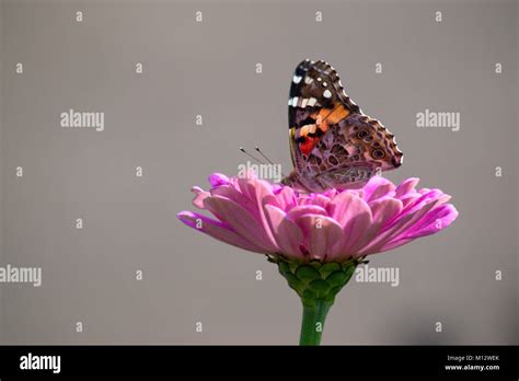 American Painted Lady on flower Stock Photo - Alamy