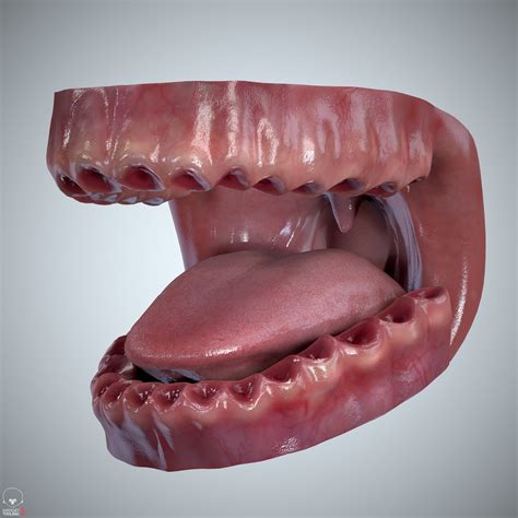 ArtStation - Teeth and Tongue Set | Resources