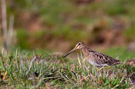 Country Captures: Snipe Hunting Anyone?