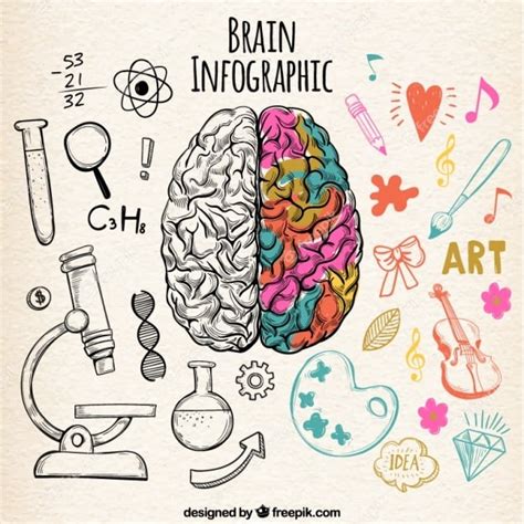 Left Brain vs. Right Brain - Kangaroo Math Malaysia