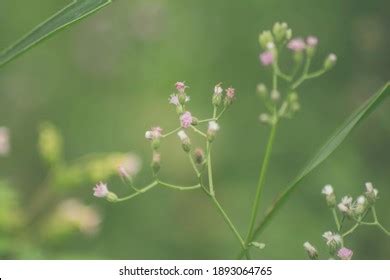 593 Vernonia cinerea Images, Stock Photos & Vectors | Shutterstock