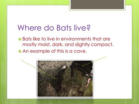 PPT - Bats Echolocation PowerPoint Presentation, free download - ID:2836844