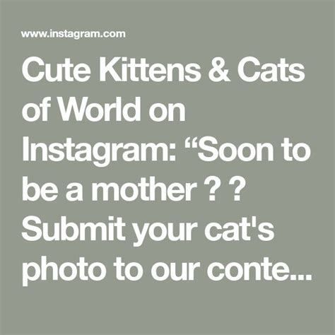 Cute Kittens And Cats Of World On Instagram “soon To Be A Mother 😊 📩