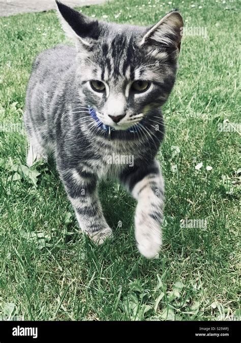 Grey blue tiger striped kitten Stock Photo - Alamy