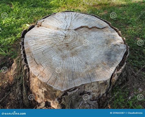 Cross Section Of Tree Trunk Stock Image Image Of Cross Stump 259643387