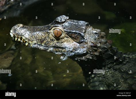 Cuvier S Dwarf Caiman Palaeosuchus Palpebrosus Alligatoridae