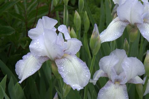 Photo Iris English Cottage Every Year Its The Very First Tall