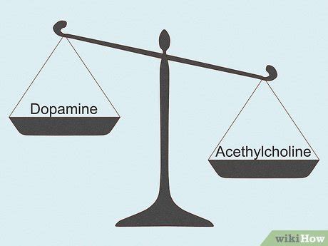 What Is Acetylcholine? Definition, Functions, and More