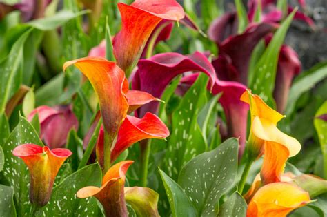 Callas richtig überwintern So gelingt s