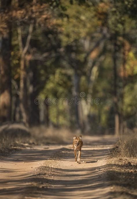 Perro Salvaje Indio O Dhole En El Parque Nacional De Pench Madhya