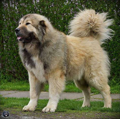 Fucking Fabulous Balkan Master Balkan Master Kennel