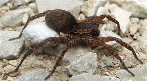 Beautiful Brown Spider With White Sac Bugguidenet